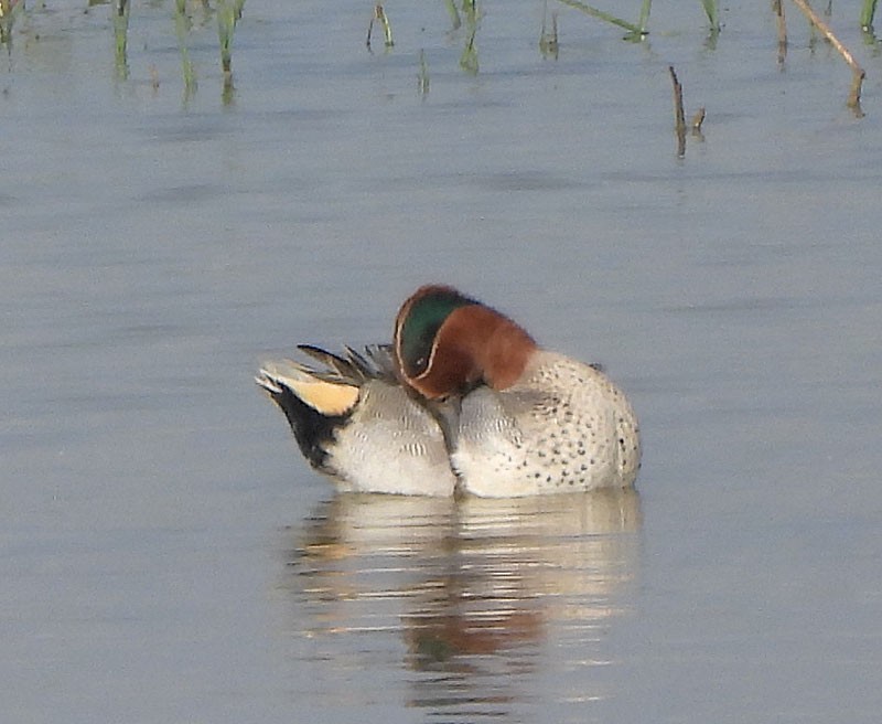 Green-winged Teal - ML613496827