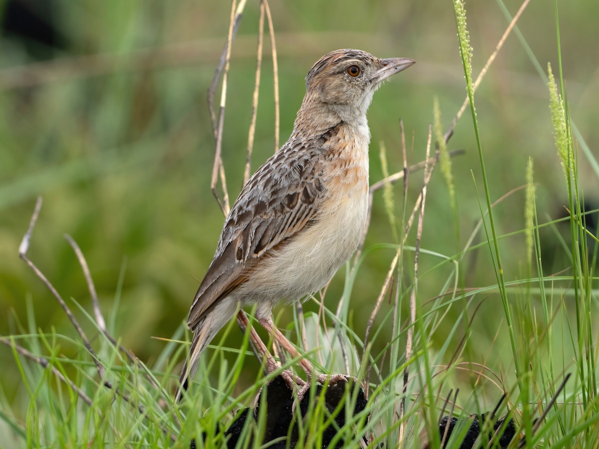 Plains Lark (Kabali's) - Per Alström