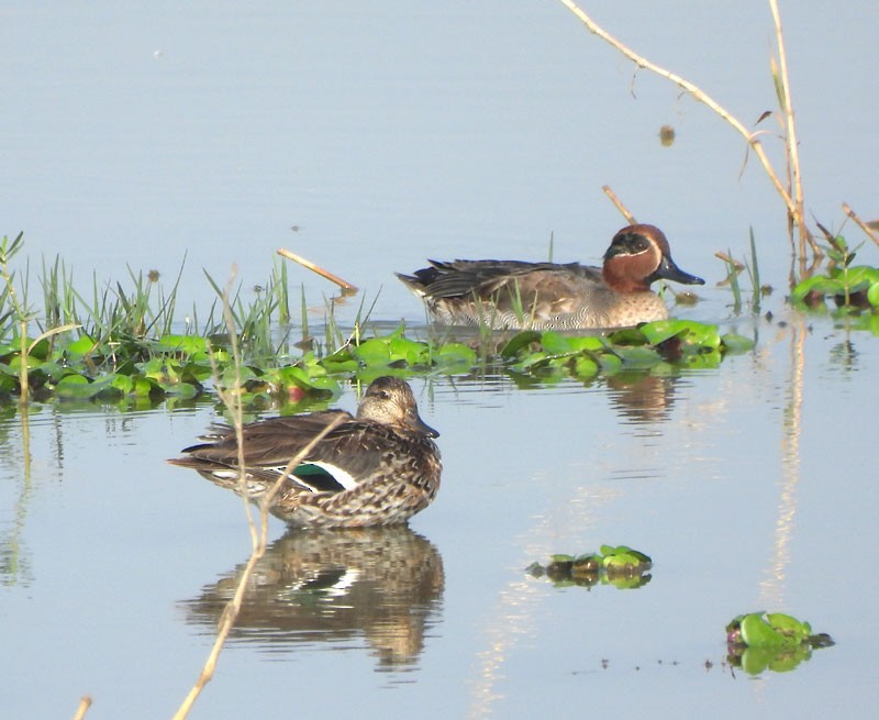 Green-winged Teal - ML613496835