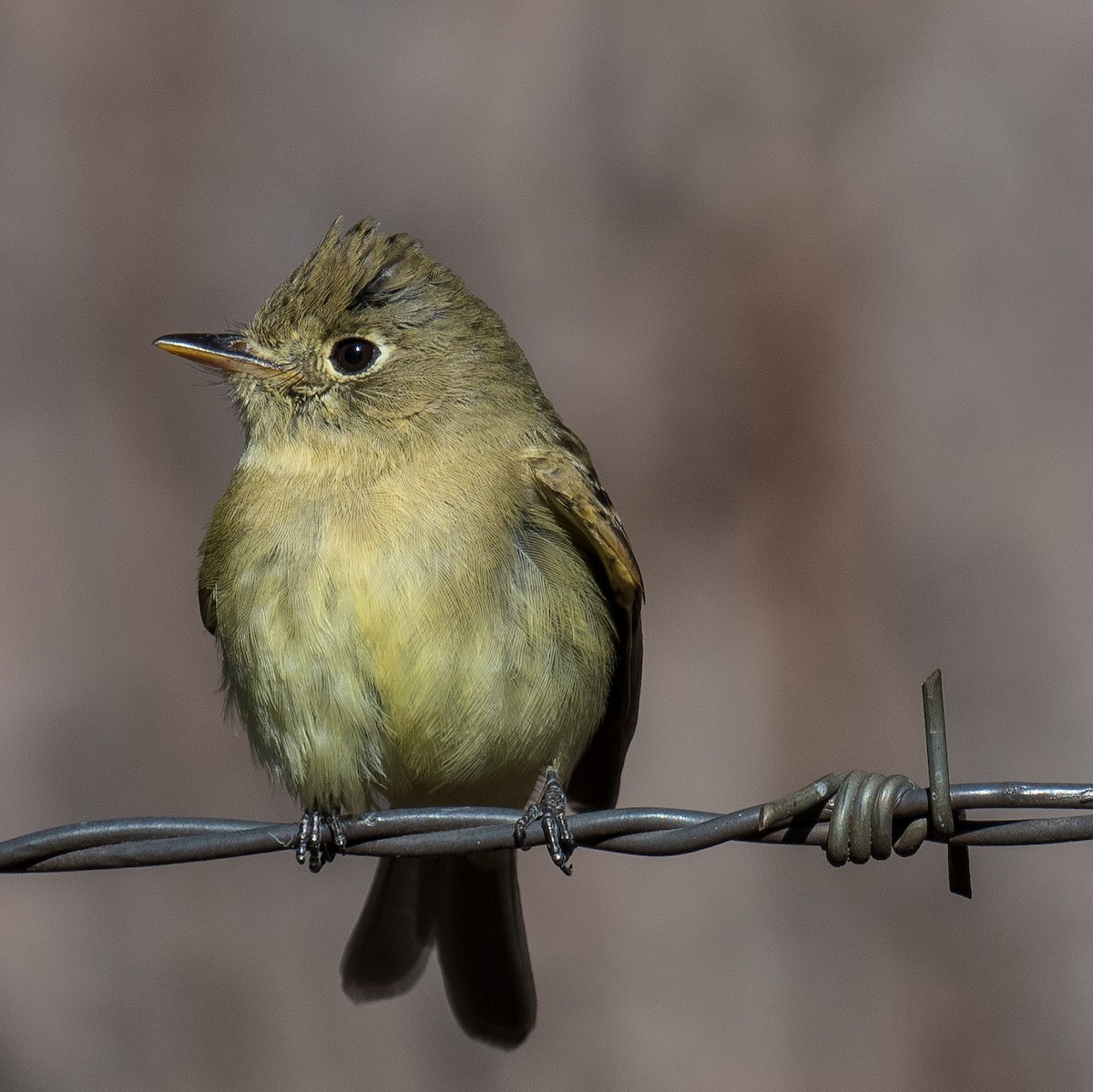 Western Flycatcher - ML613496883