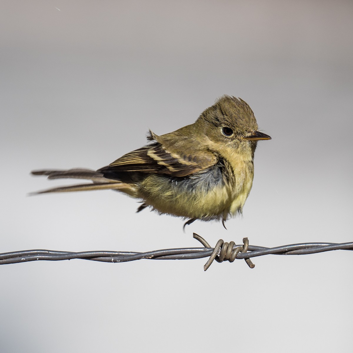 Western Flycatcher - ML613496884