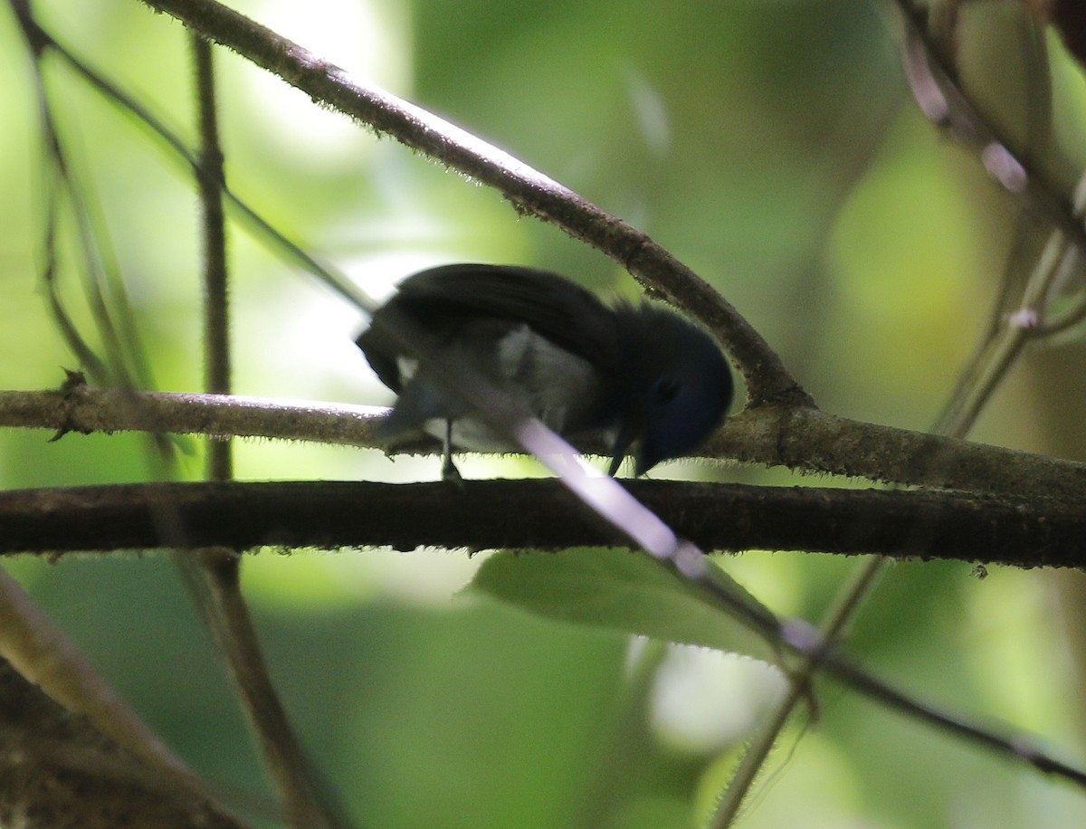 Black-naped Monarch - Neoh Hor Kee