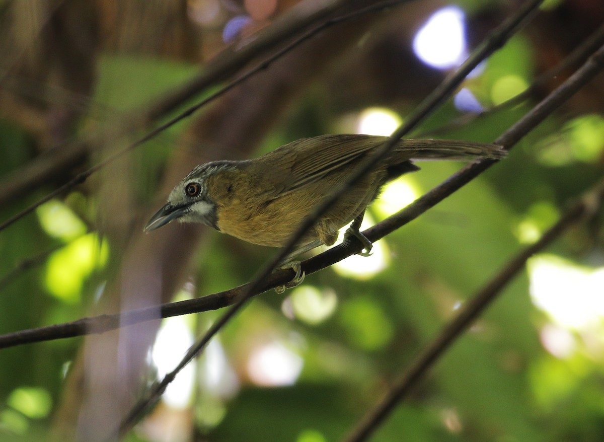 Gray-throated Babbler - ML613496899