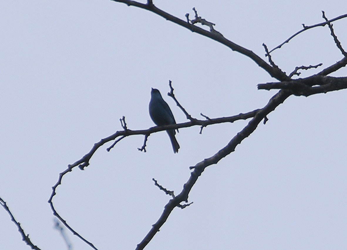 Verditer Flycatcher - ML613496903