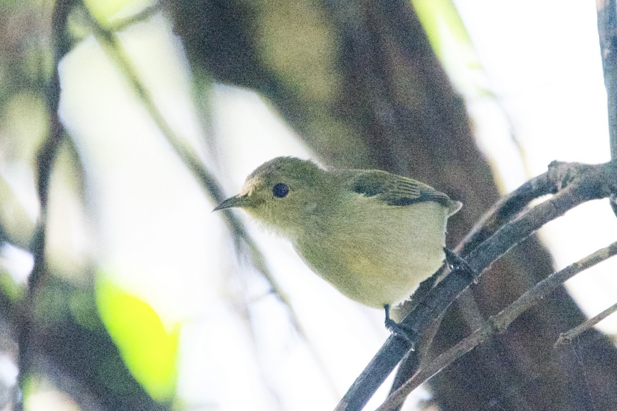 Plain Flowerpecker - Roger Shaw