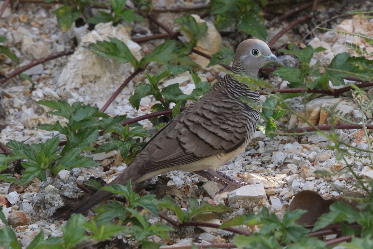 斑馬鳩 - ML613496944