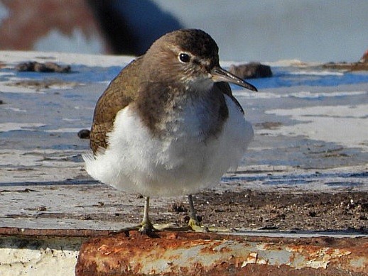 Common Sandpiper - ML613496995