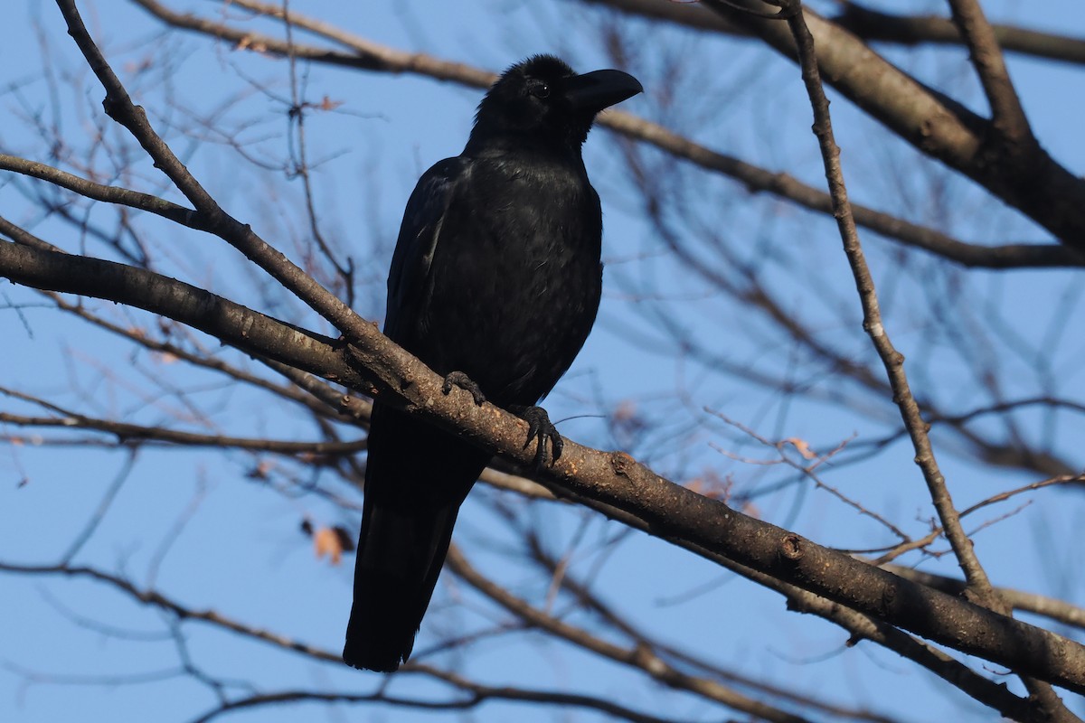 Large-billed Crow - ML613497061