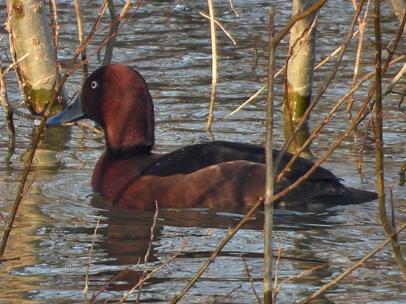 Ferruginous Duck - ML613497063