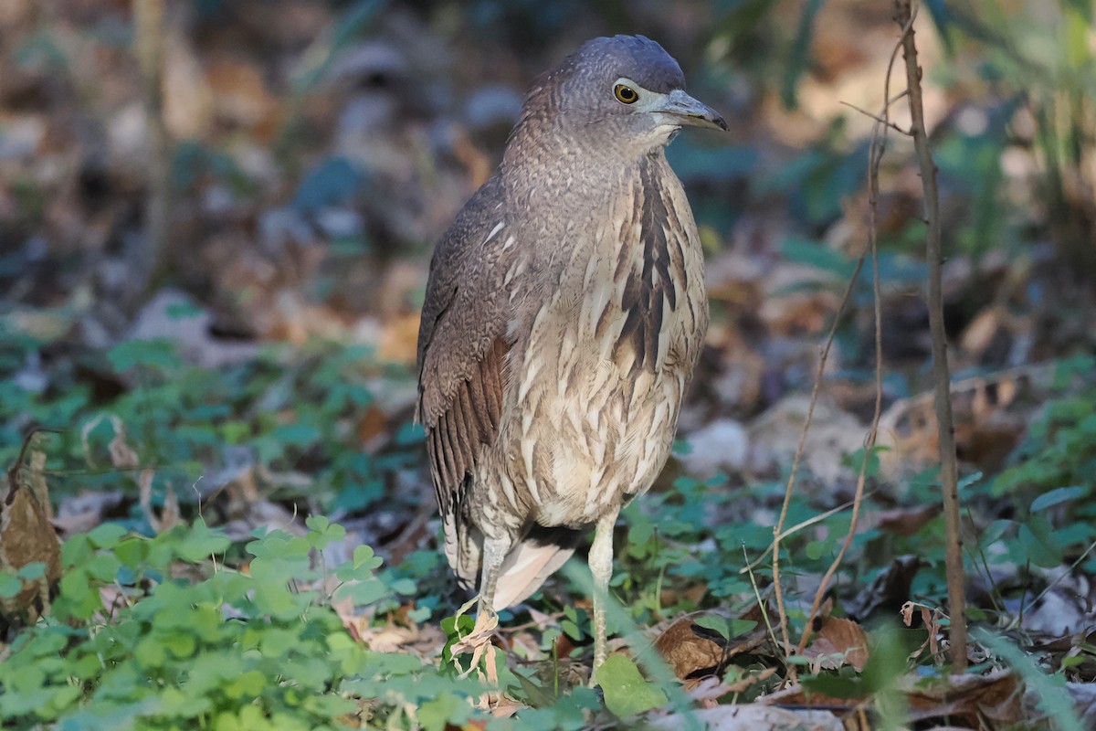 Japanese Night Heron - ML613497080