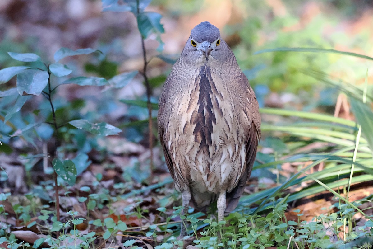 Japanese Night Heron - ML613497087