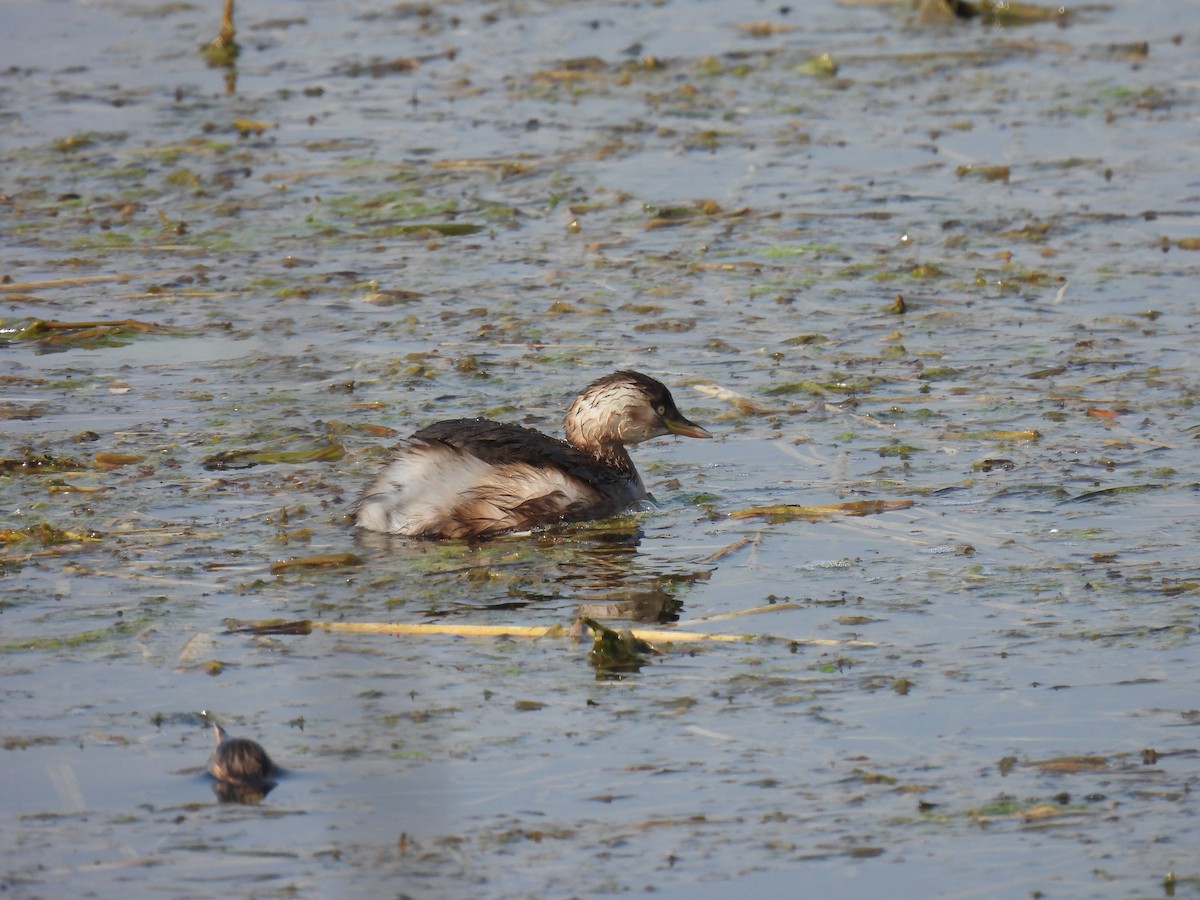 Little Grebe - ML613497124