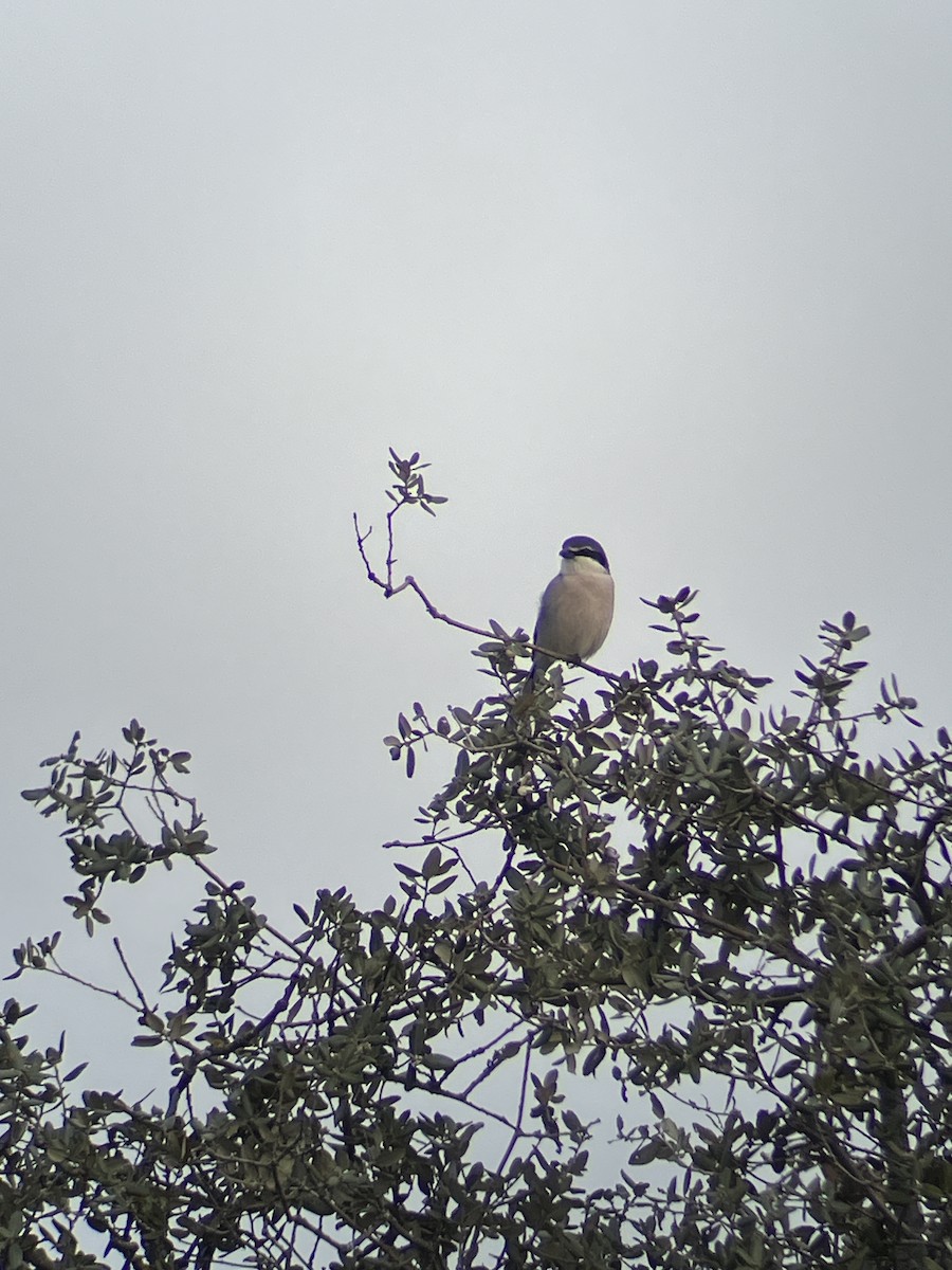 Iberian Gray Shrike - ML613497125