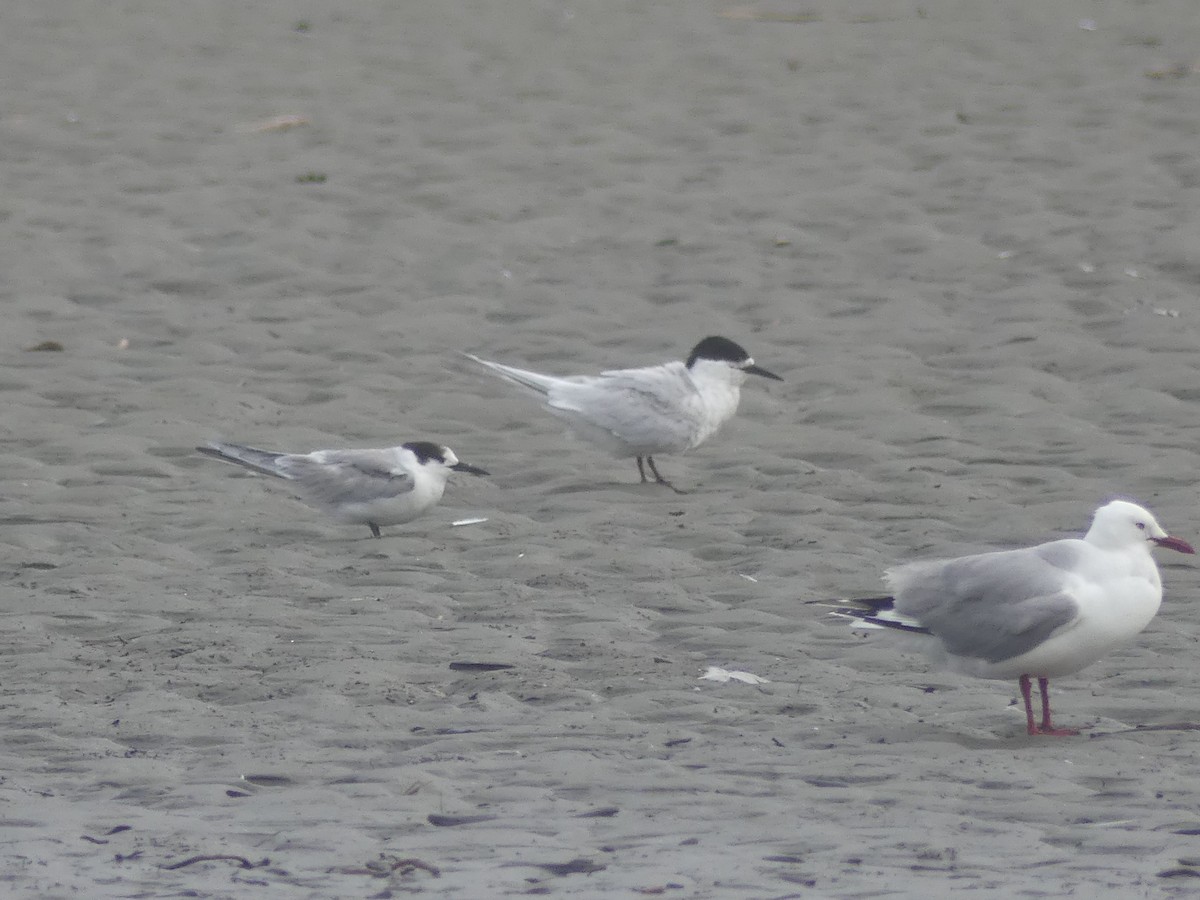 Common Tern - Alan Tennyson