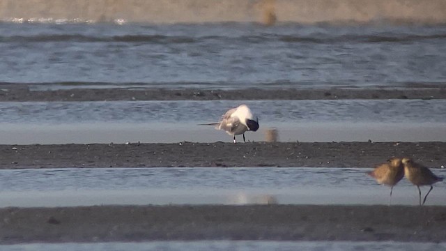 Great Crested Tern - ML613497269