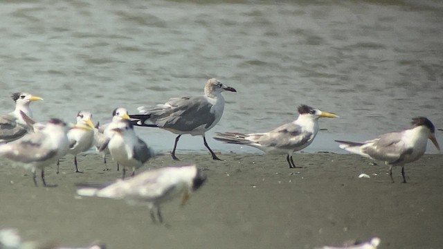 Gaviota Guanaguanare - ML613497294