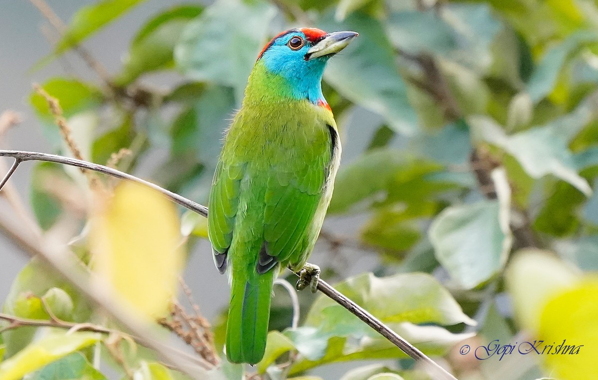 Barbudo Gorjiazul Común - ML613497348