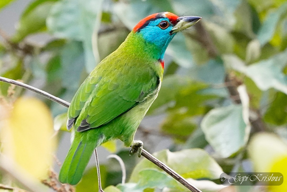 Barbudo Gorjiazul Común - ML613497356