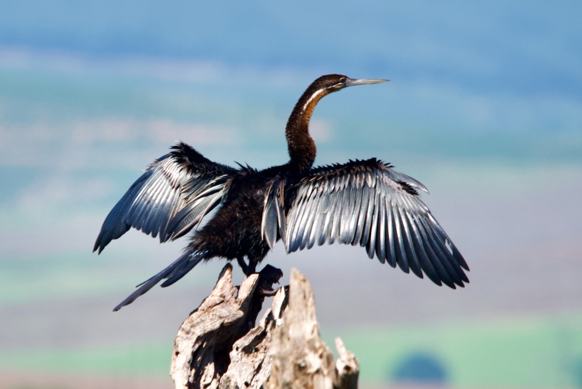 African Darter - ML613497358