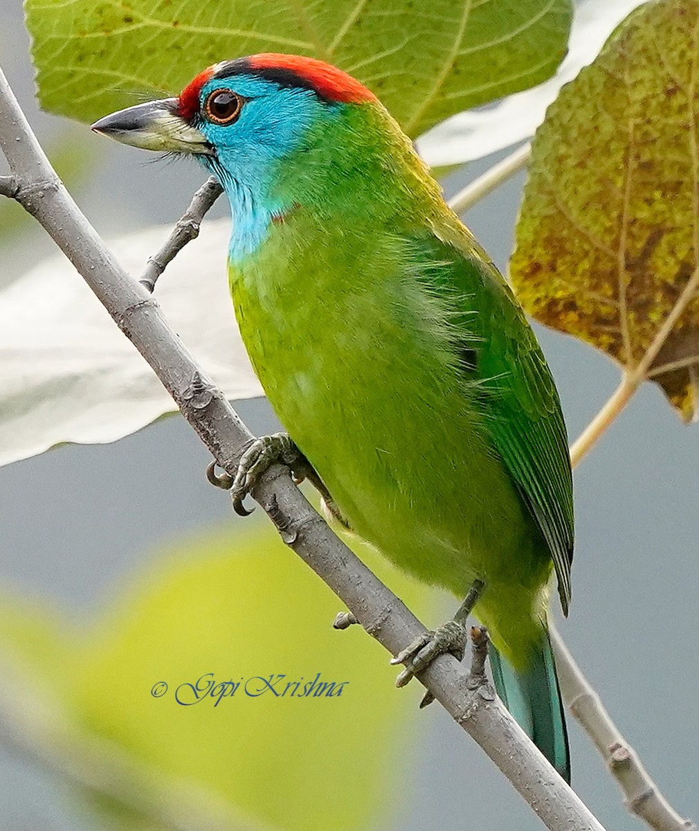 barbet modrolící - ML613497360