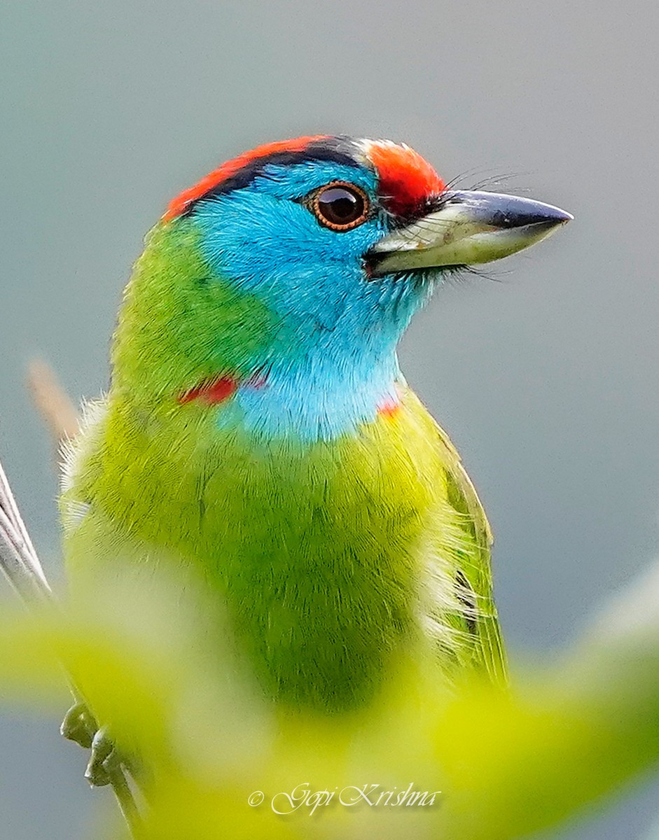 Blue-throated Barbet - ML613497365