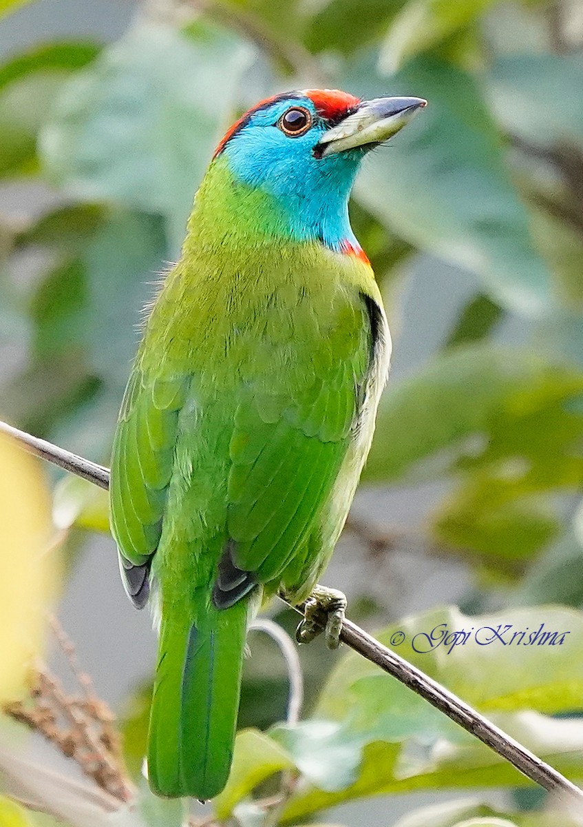 barbet modrolící - ML613497371