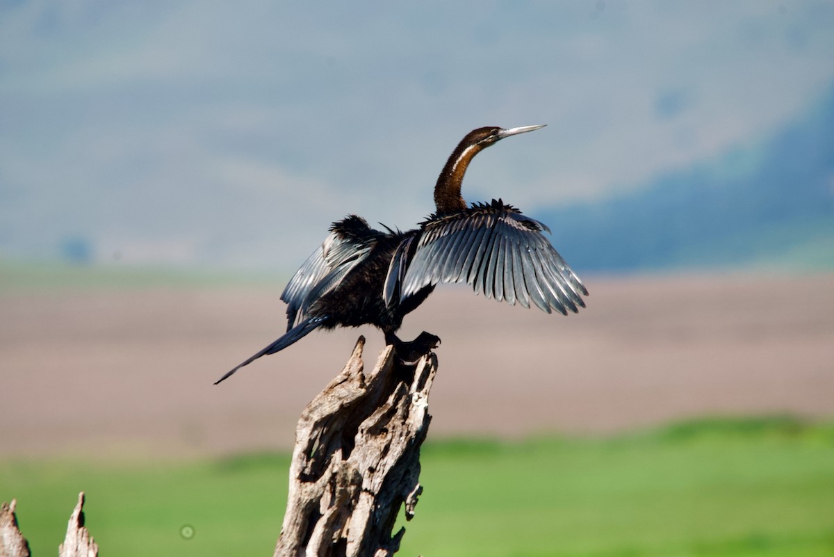 African Darter - ML613497375