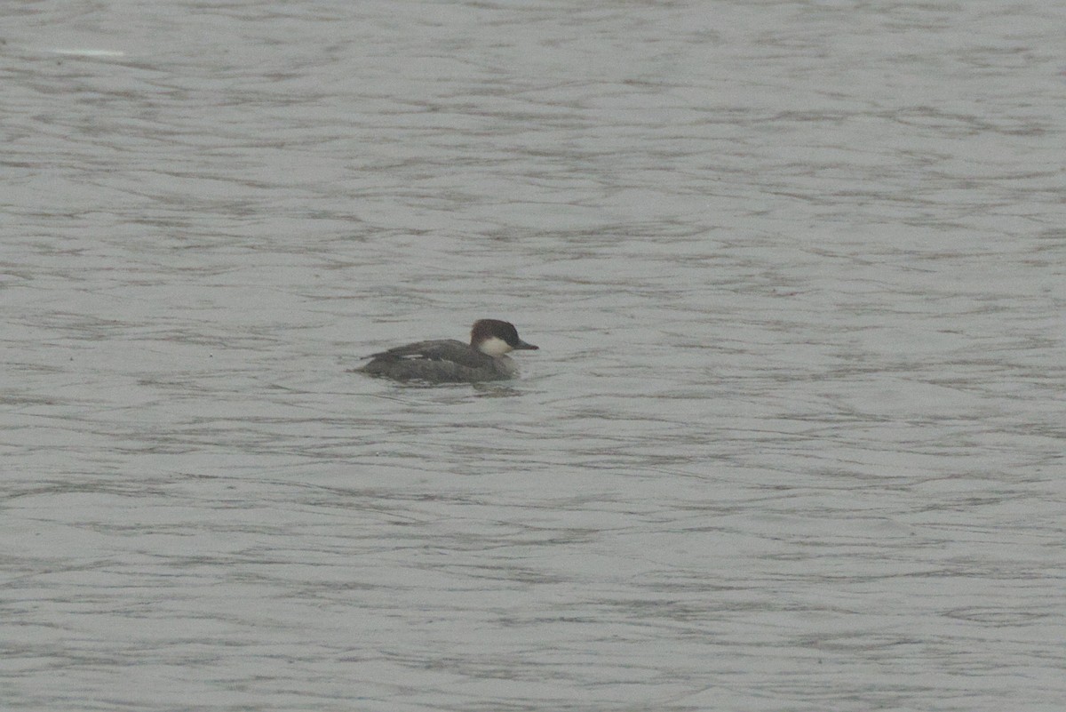 Smew - ML613497388