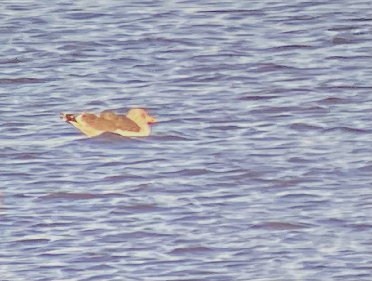 Gaviota Sombría - ML613497406