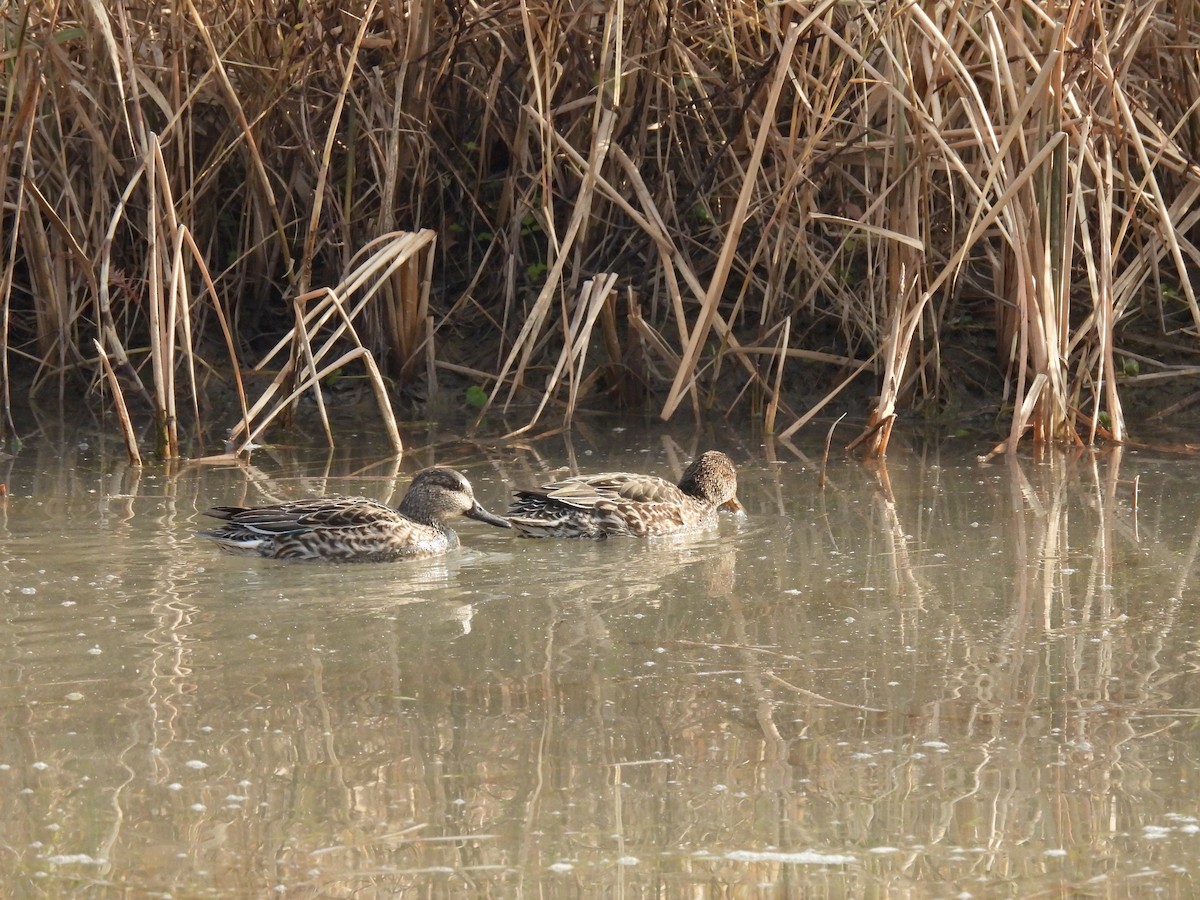 Green-winged Teal (Eurasian) - ML613497410