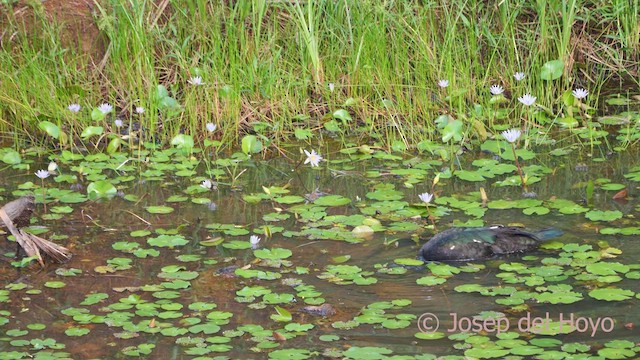 Muscovy Duck - ML613497413