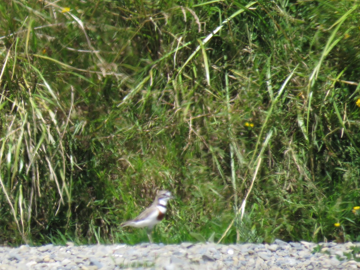 Double-banded Plover - ML613497428