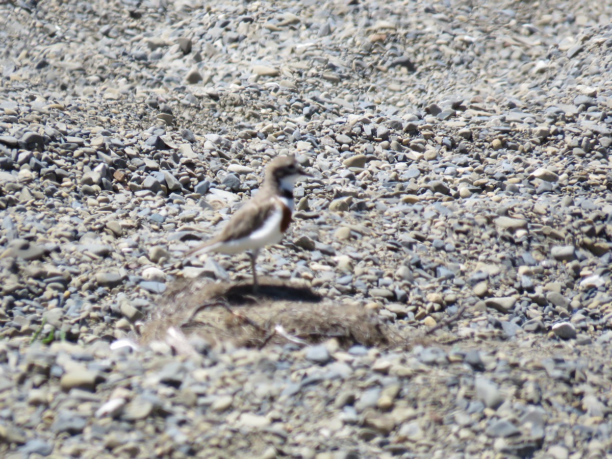 Double-banded Plover - ML613497433