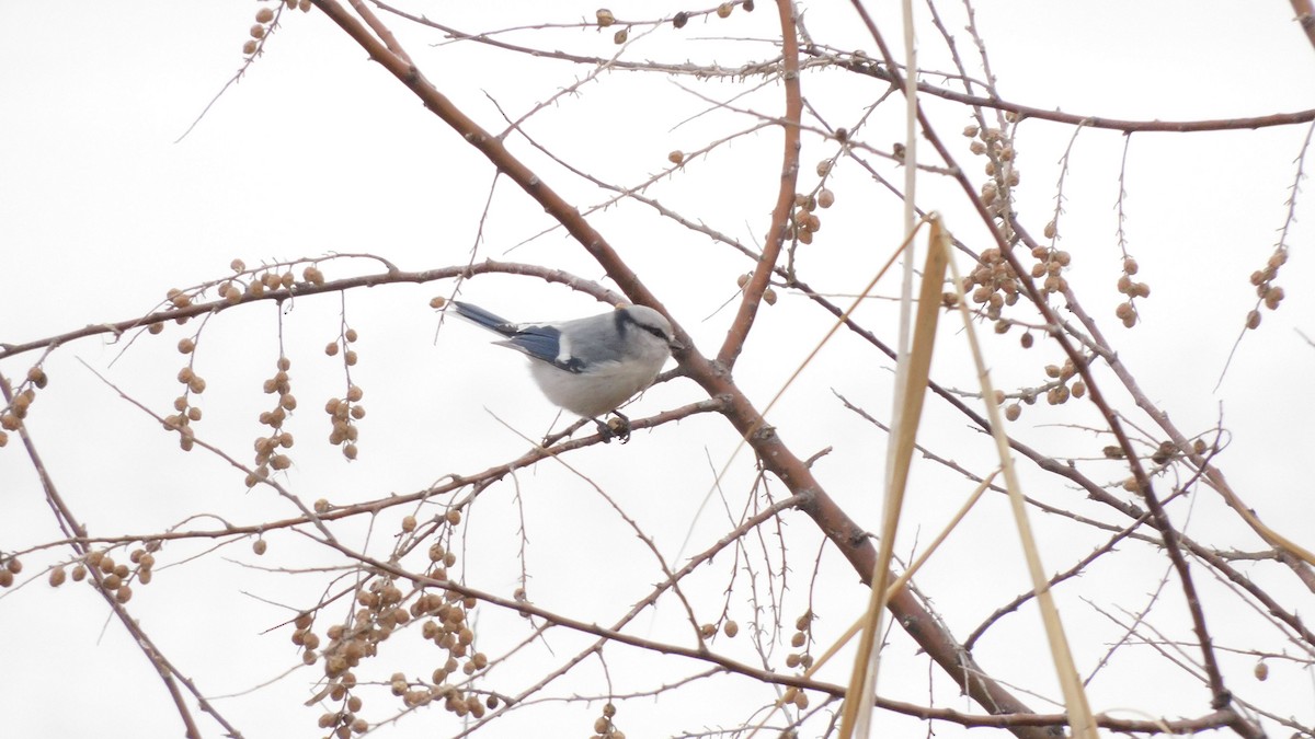 Azure Tit (Azure) - ML613497463