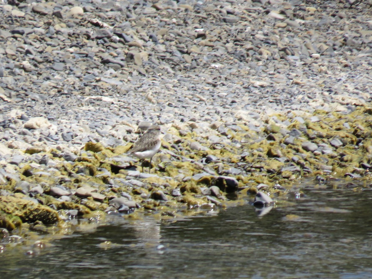 Double-banded Plover - ML613497468