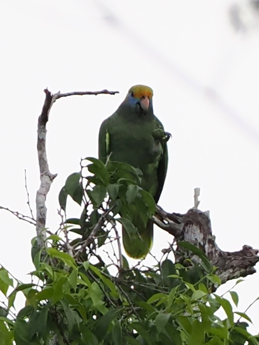 Blue-cheeked Parrot - ML613497482