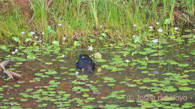 Muscovy Duck - ML613497502