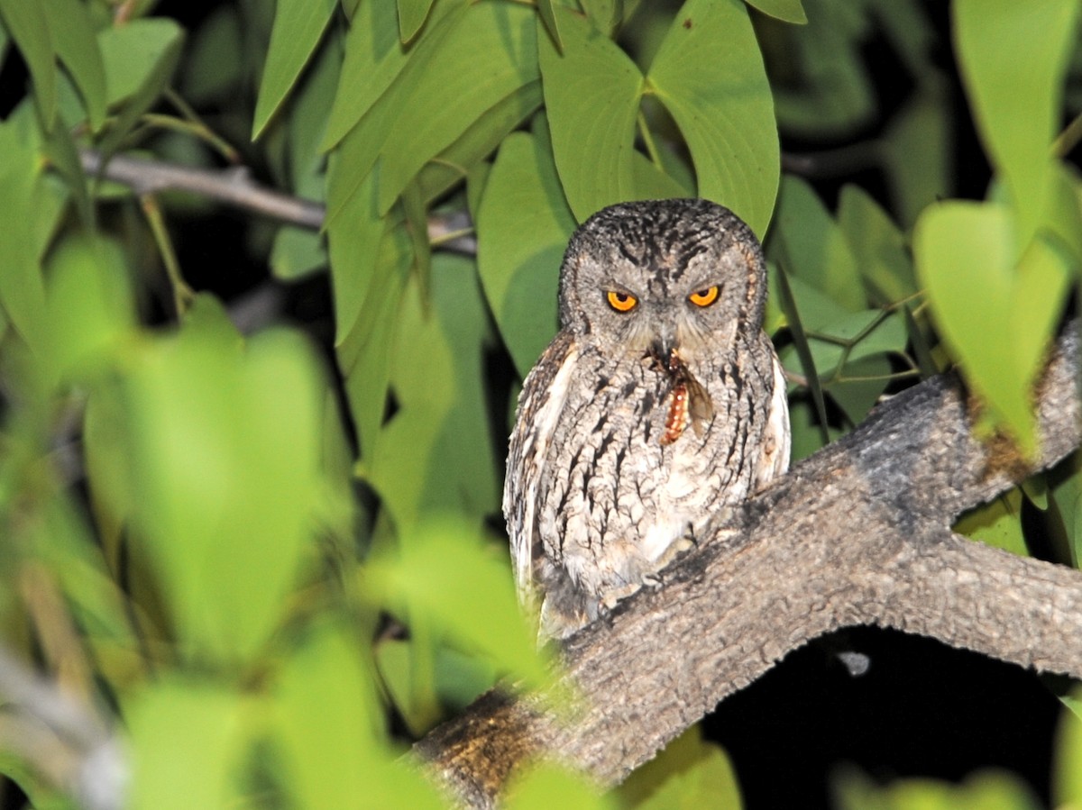 African Scops-Owl - Alan Van Norman