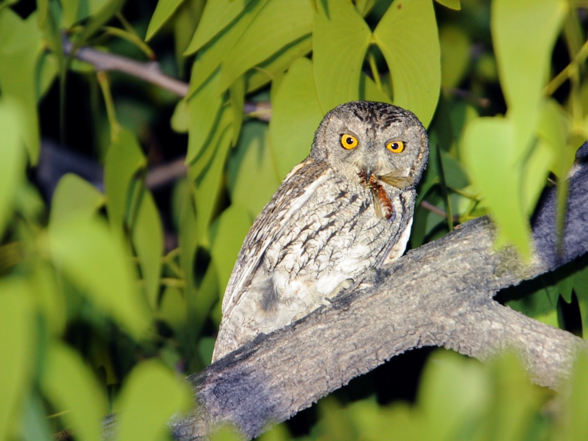 African Scops-Owl - ML613497583