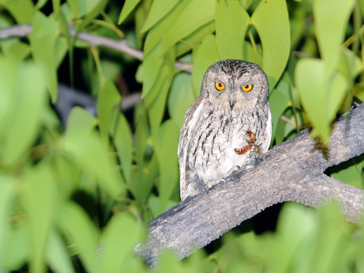 African Scops-Owl - ML613497584