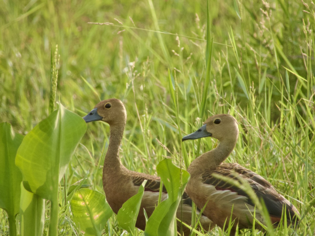 Lesser Whistling-Duck - GARY DOUGLAS