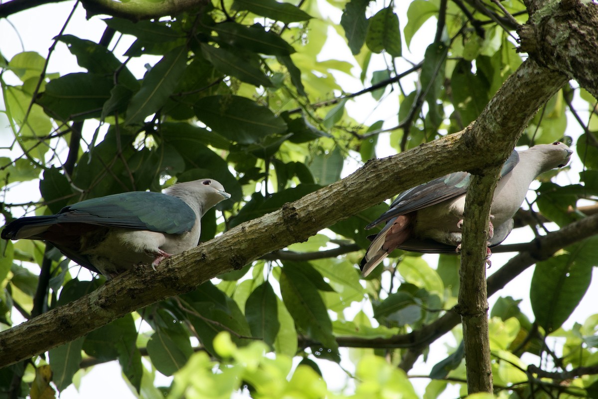 Green Imperial-Pigeon - GARY DOUGLAS