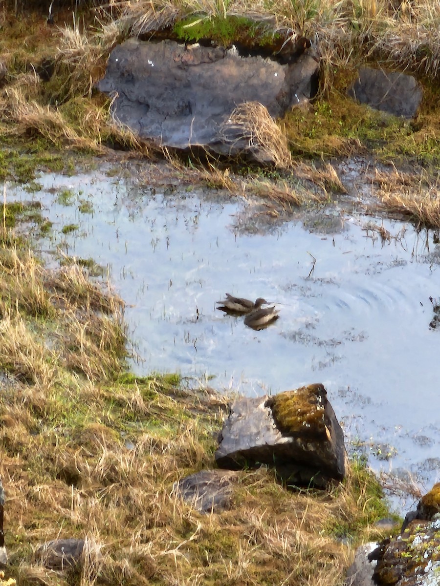 Andean Teal - ML613497638