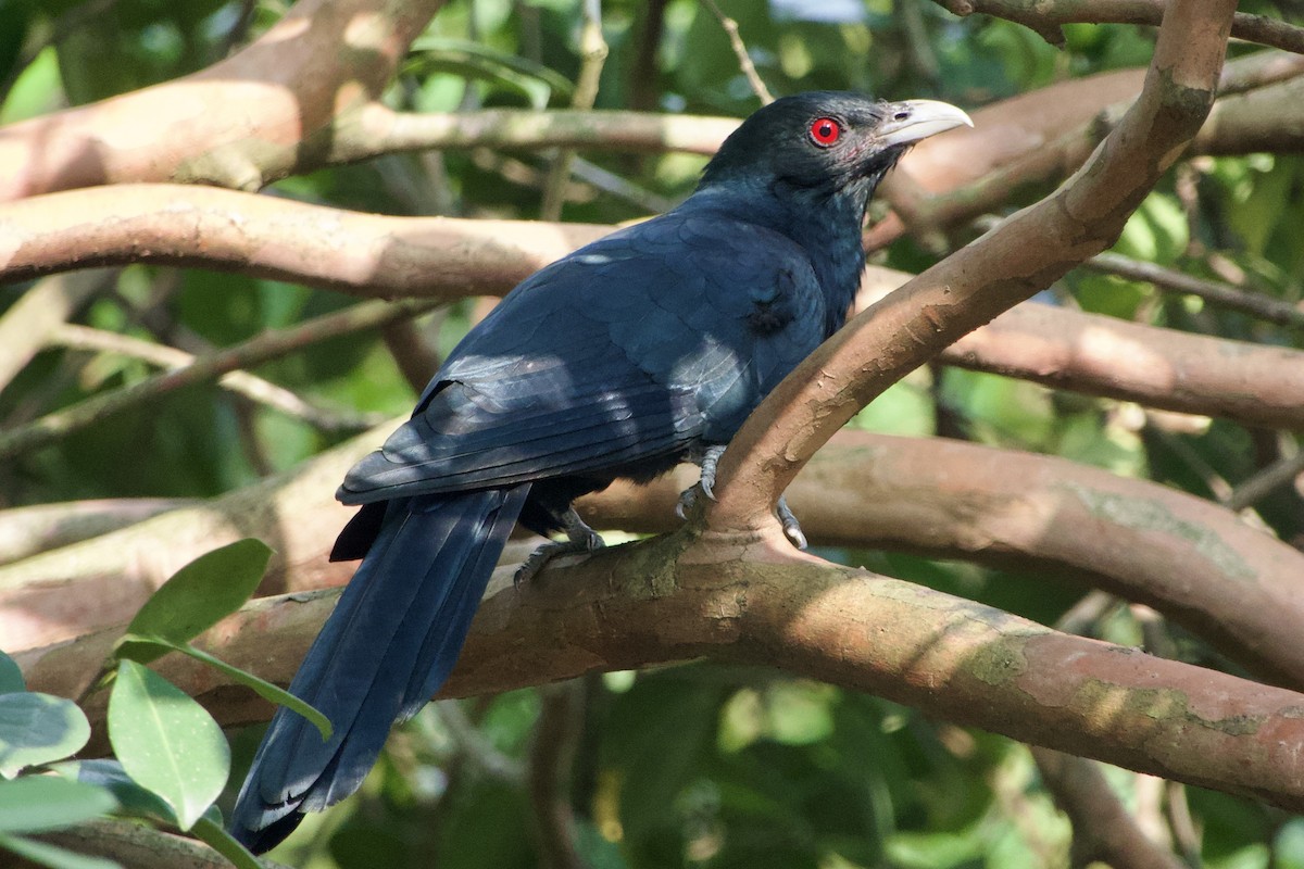 Asian Koel - GARY DOUGLAS