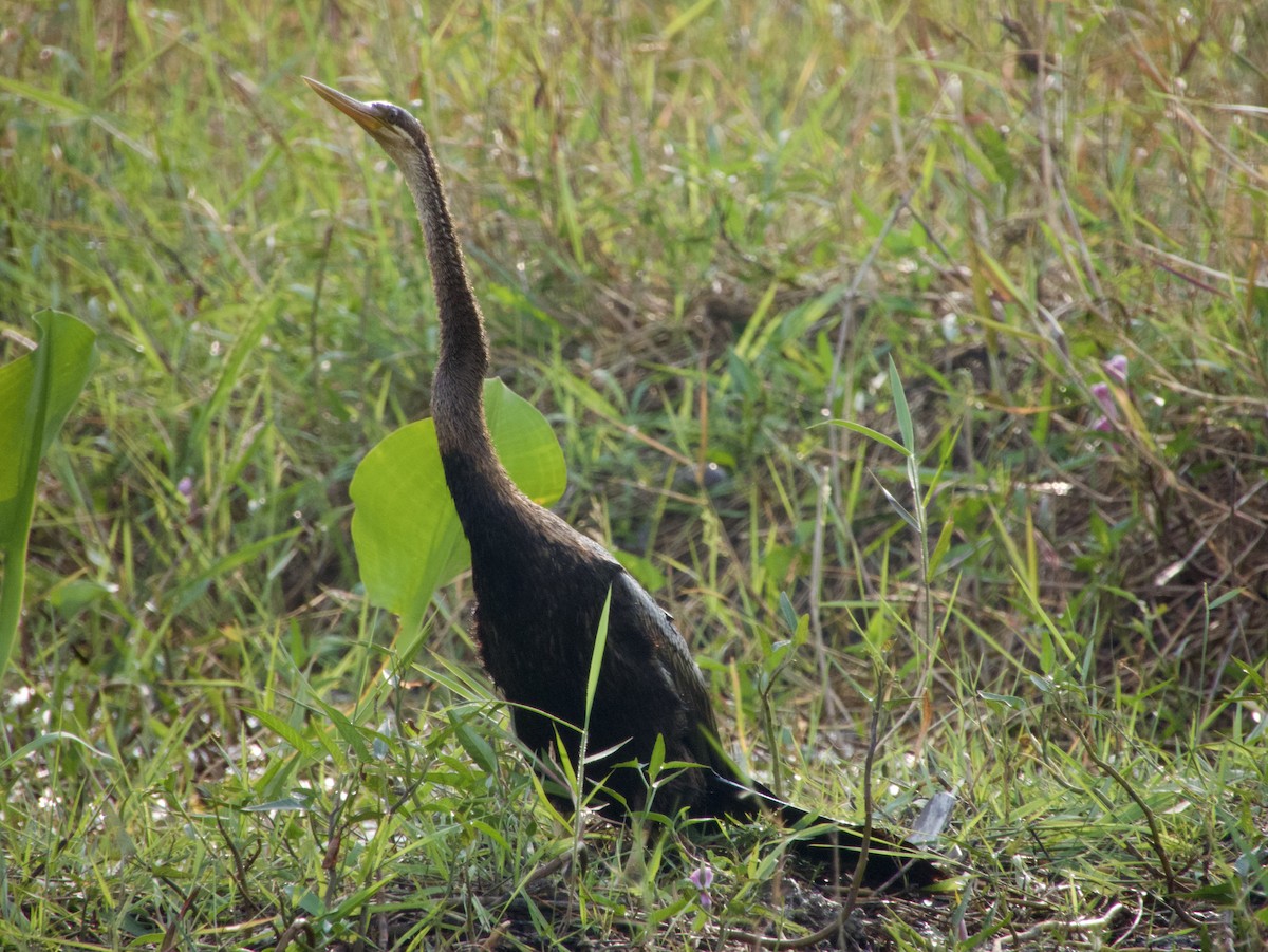 Anhinga roux - ML613497650