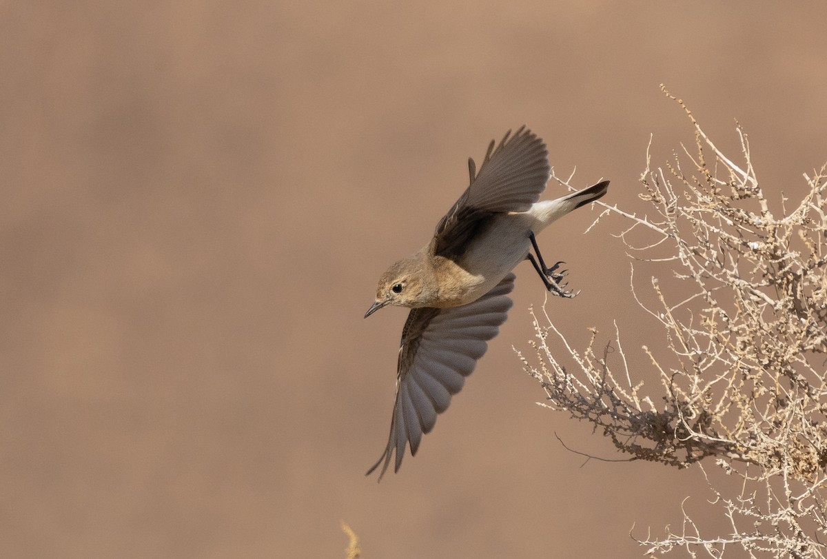 Pied Wheatear - shahar yogev