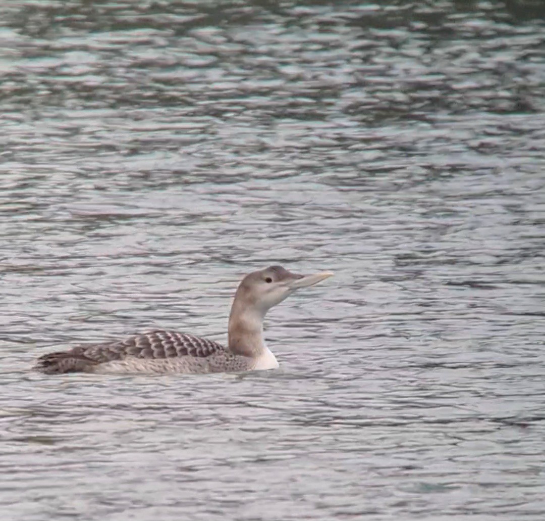 Yellow-billed Loon - ML613497660