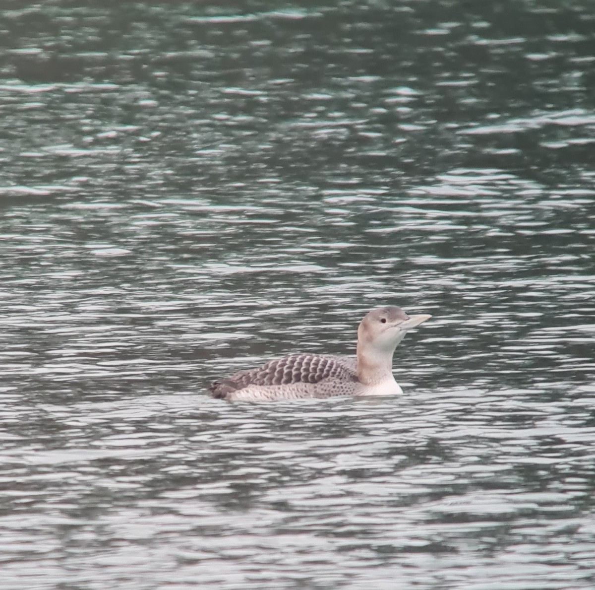 Yellow-billed Loon - Filip Reiter