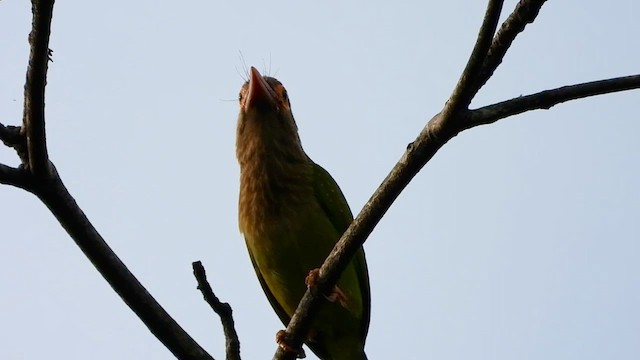 Kahverengi Başlı Barbet - ML613497665