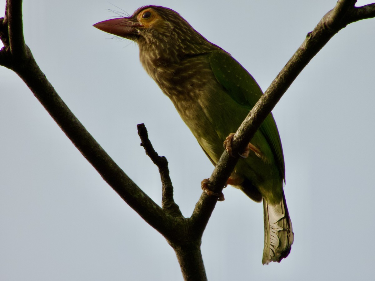 Kahverengi Başlı Barbet - ML613497666